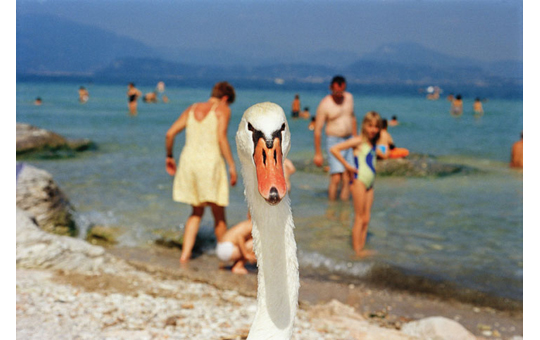 Martin Parr Life's A Beach