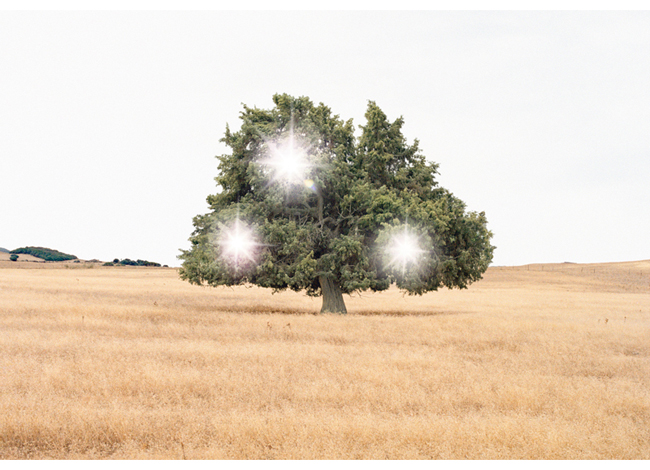 Galvani_Death_of_an_image_#4_Limited_Edition_Photograph