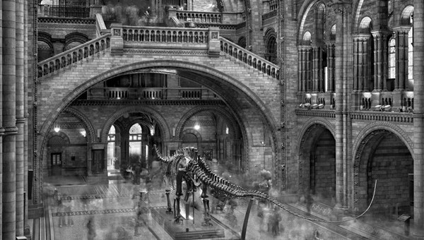 pillsbury-diplodocus_natural_history_museum_london_