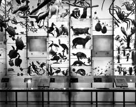 Matthew Pillsbury: City Stages