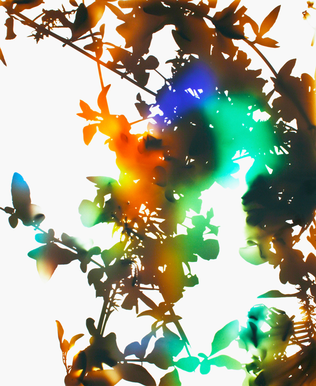 James Welling Flowers